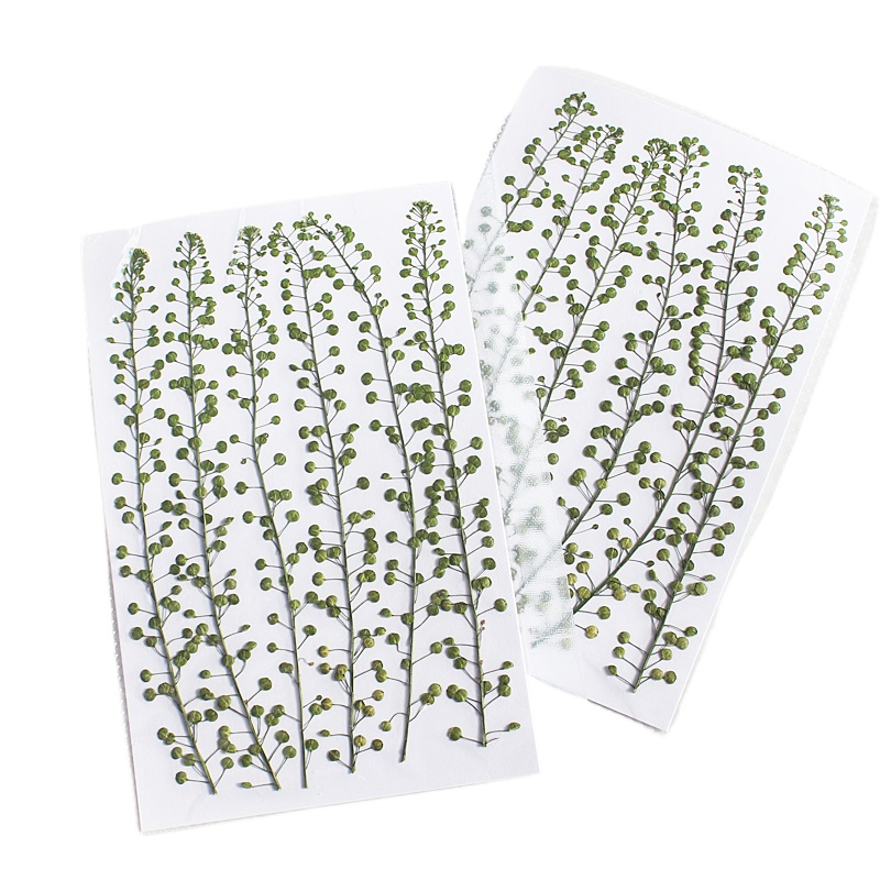 Natural Color Green Bell Grass - Photo Frame Baby recension och pris