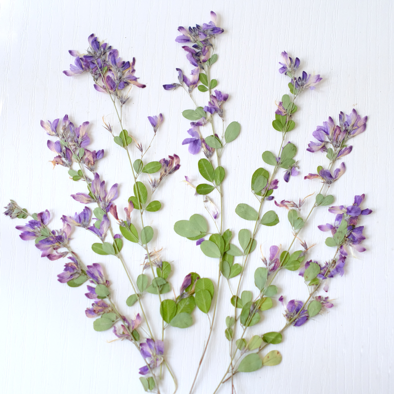 6pcs,nature Lespedeza Formosa  - Photo Frame Baby recension och pris