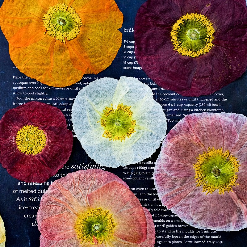 1pcs,Nature Field Poppy Presse - Photo Frame Baby recension och pris