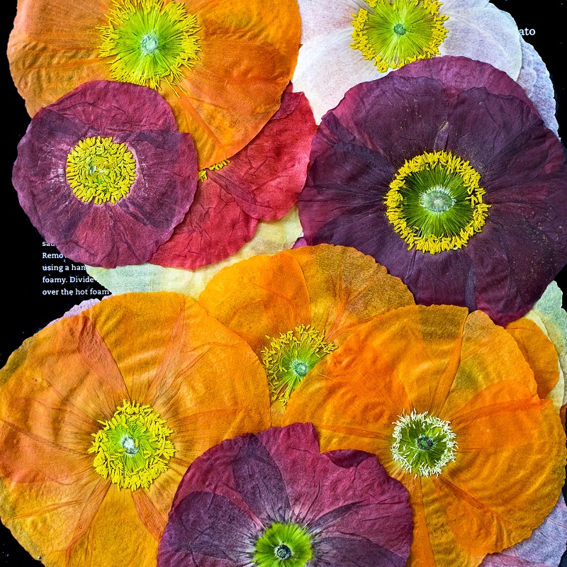 1pcs,Nature Field Poppy Presse - Photo Frame Baby recension och pris