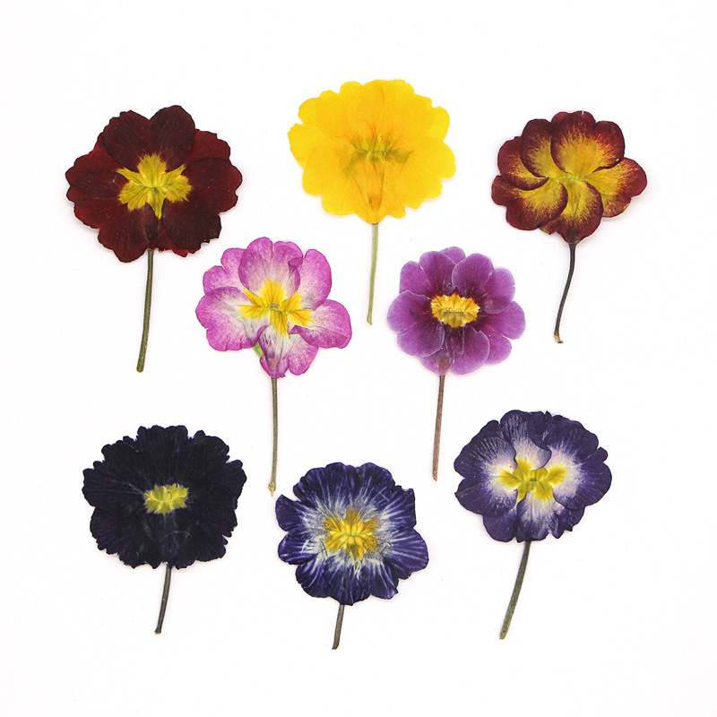 48Pcs European Primrose Teachi - Photo Frame Baby recension och pris