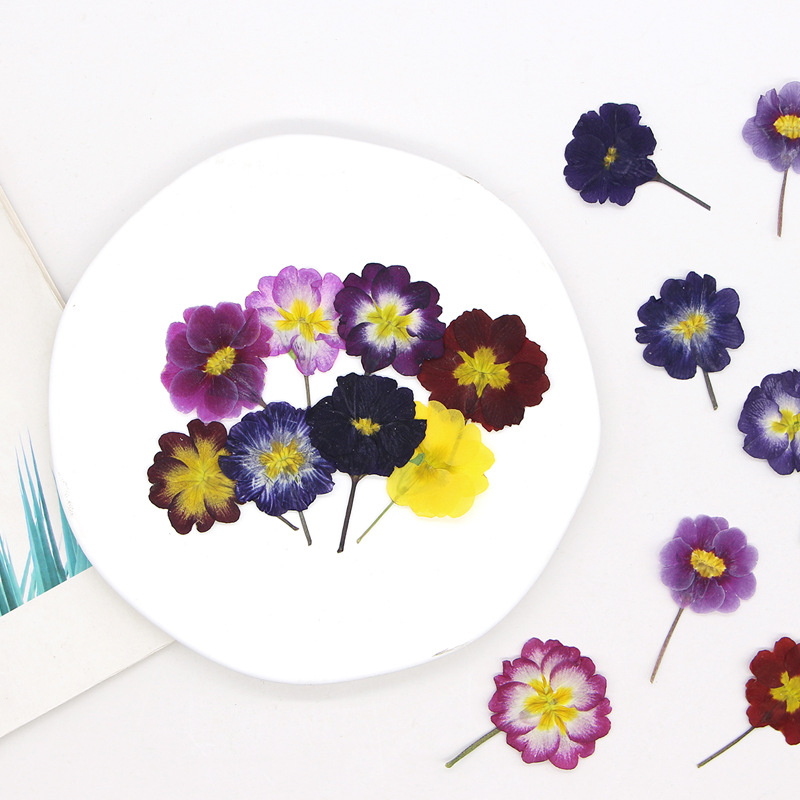 48Pcs European Primrose Teachi - Photo Frame Baby recension och pris