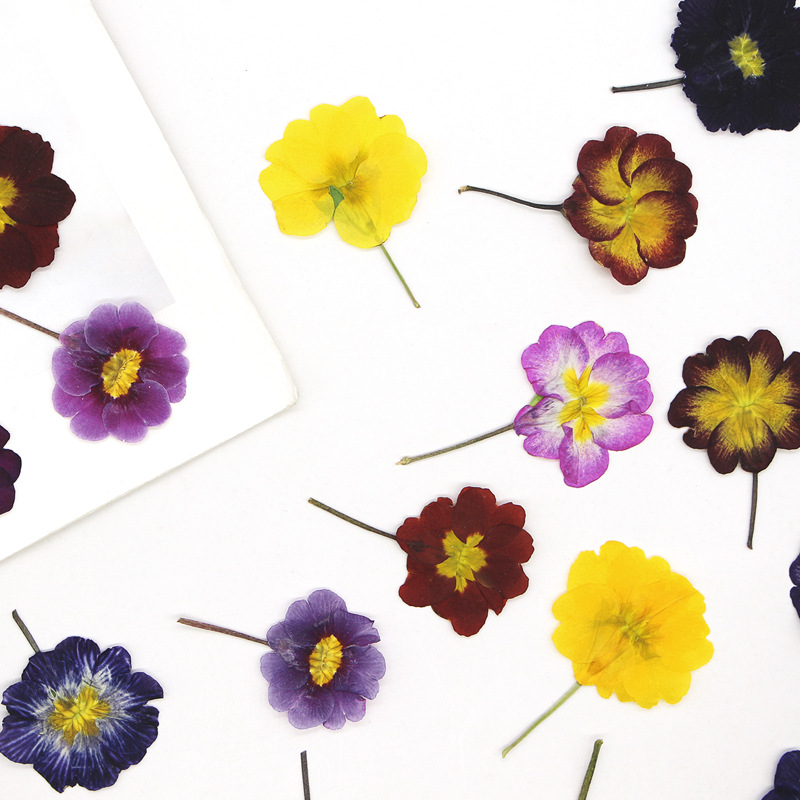 48Pcs European Primrose Teachi - Photo Frame Baby recension och pris
