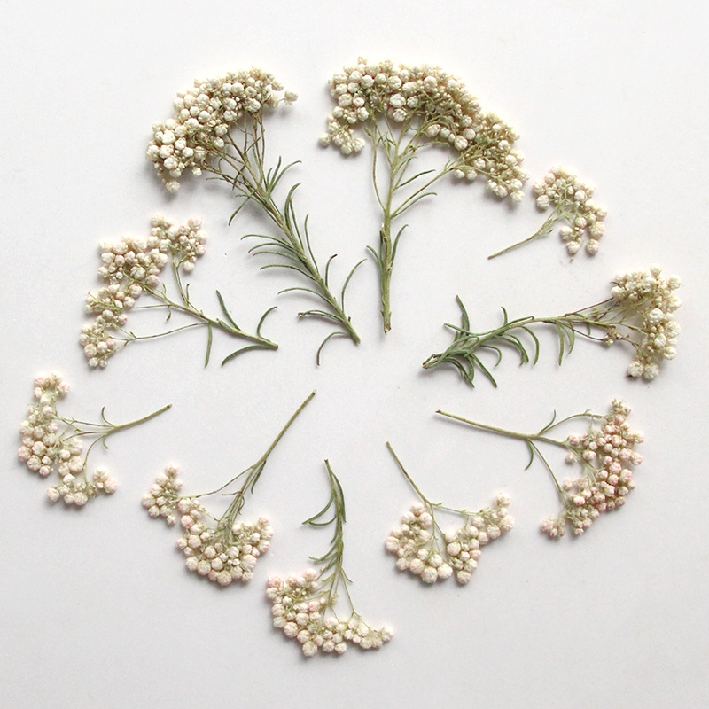12pcs, Nature Millet Flower Br - Photo Frame Baby recension och pris