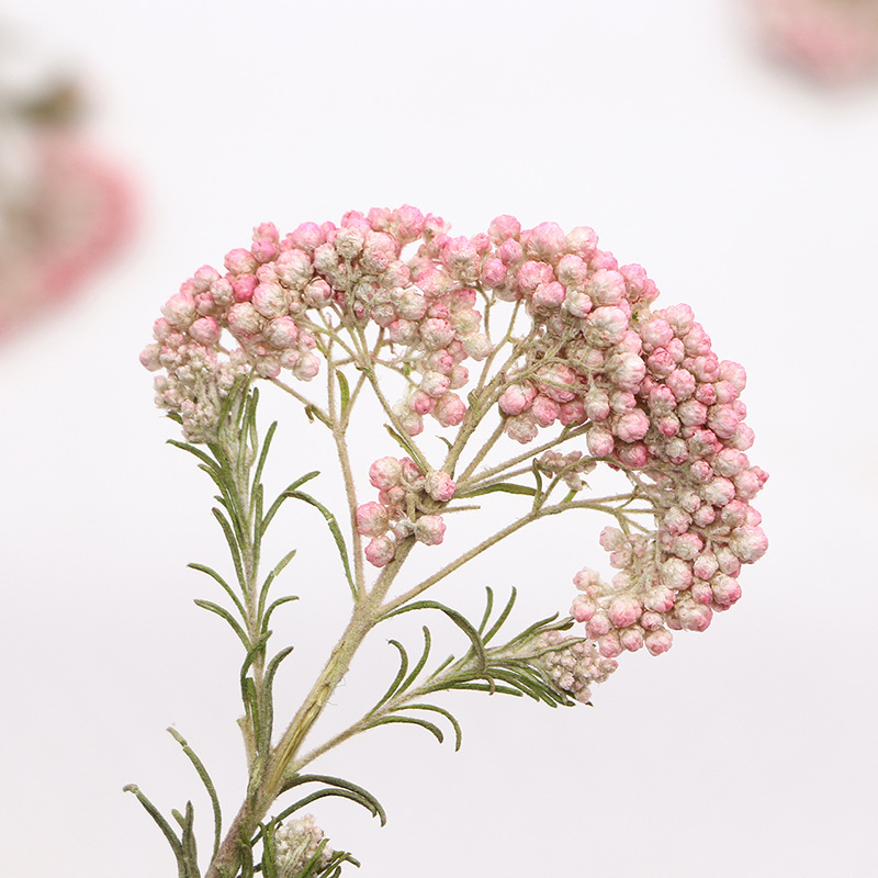 12pcs, Nature Millet Flower Br - Photo Frame Baby recension och pris