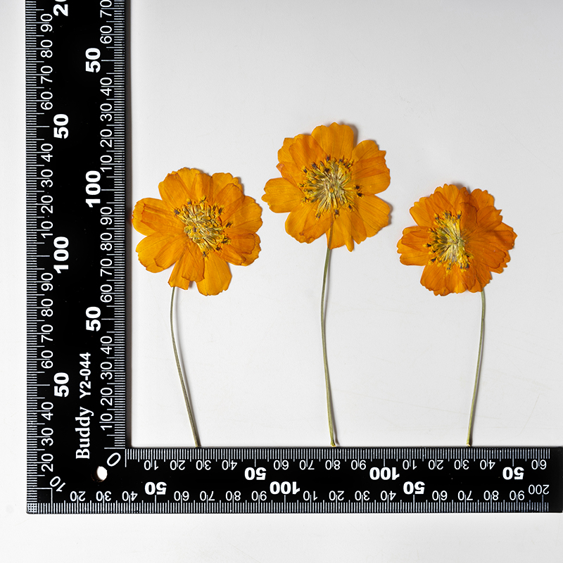 8-10cm/24pcs,Nature Pressed Co - Photo Frame Baby recension och pris