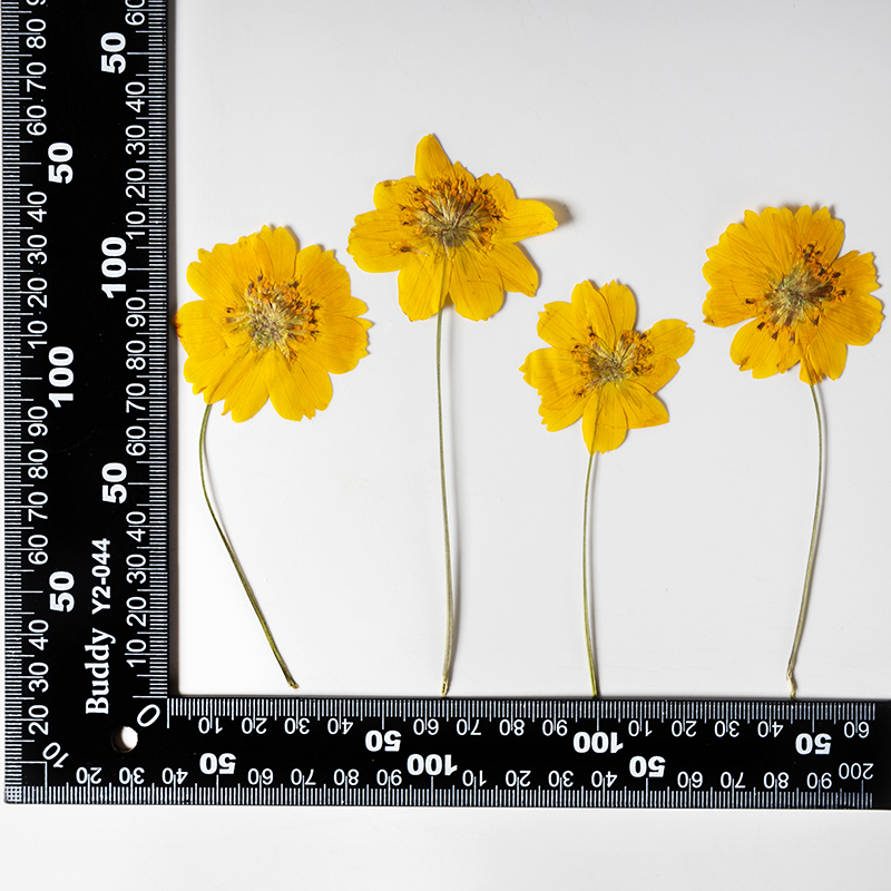 8-10cm/24pcs,Nature Pressed Co - Photo Frame Baby recension och pris