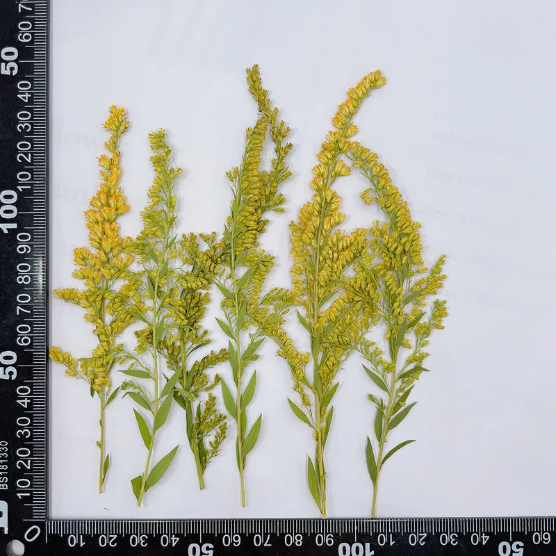 6-10cm/24pcs,natural pressed f - Photo Frame Baby recension och pris