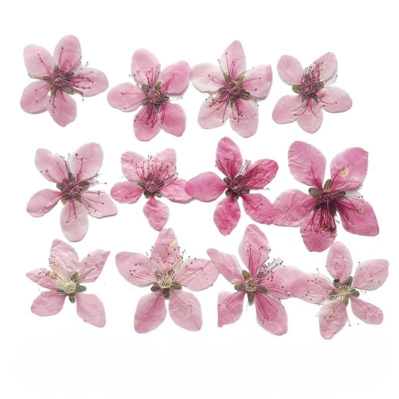 12pcs,Nature Peach Blossom Pre - Photo Frame Baby recension och pris