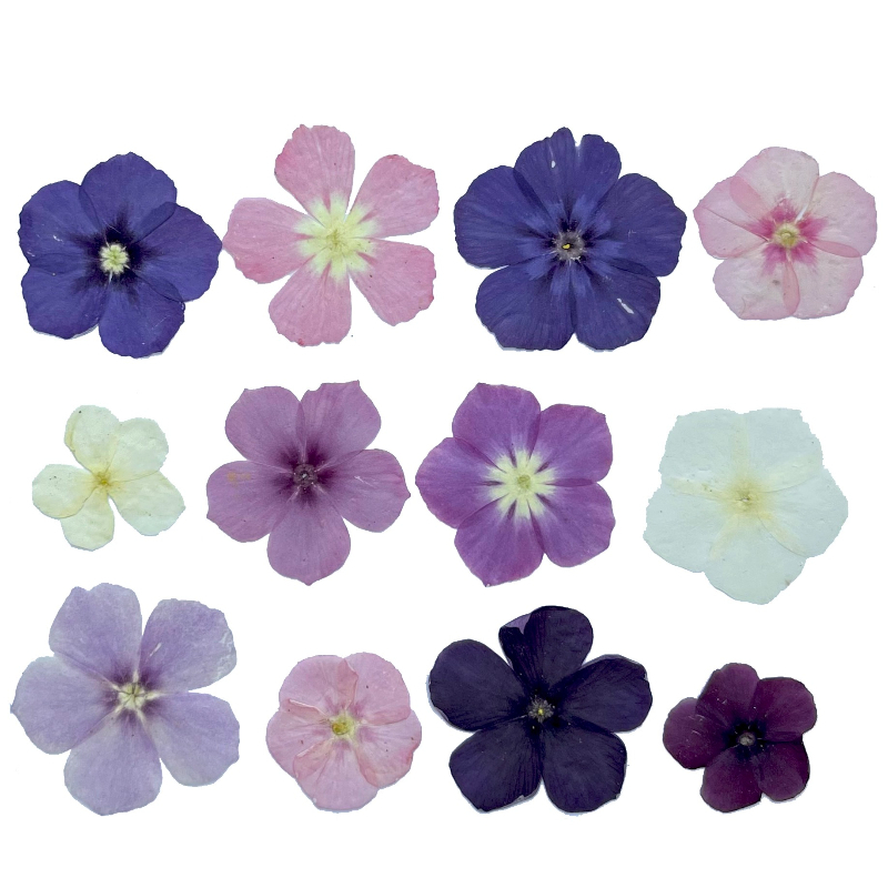12pcs,Semi-Transparent Niche P - Photo Frame Baby recension och pris
