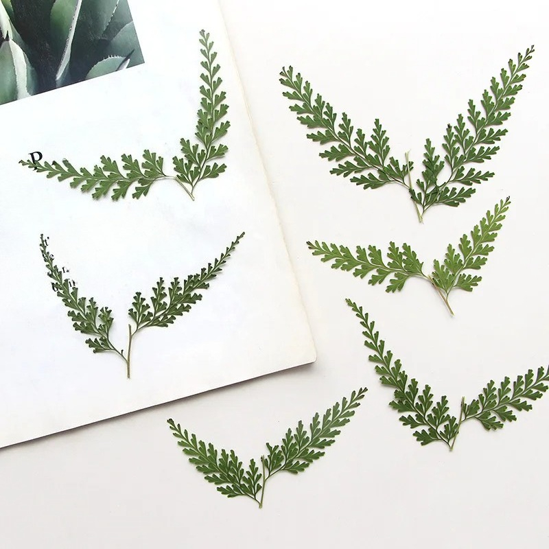 Nature Pressed Fern Branches,d - Photo Frame Baby recension och pris
