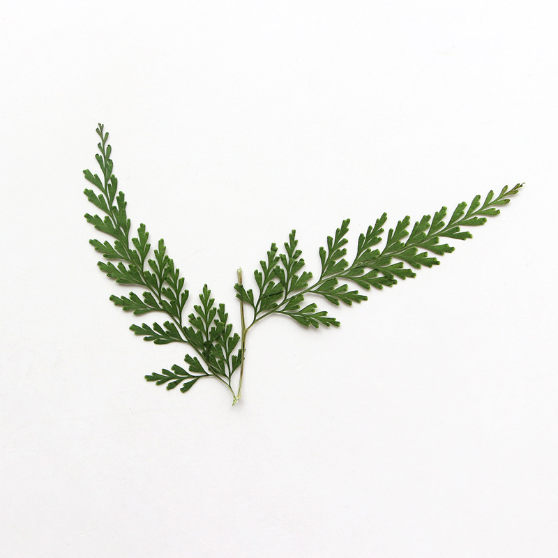 Nature Pressed Fern Branches,d - Photo Frame Baby recension och pris
