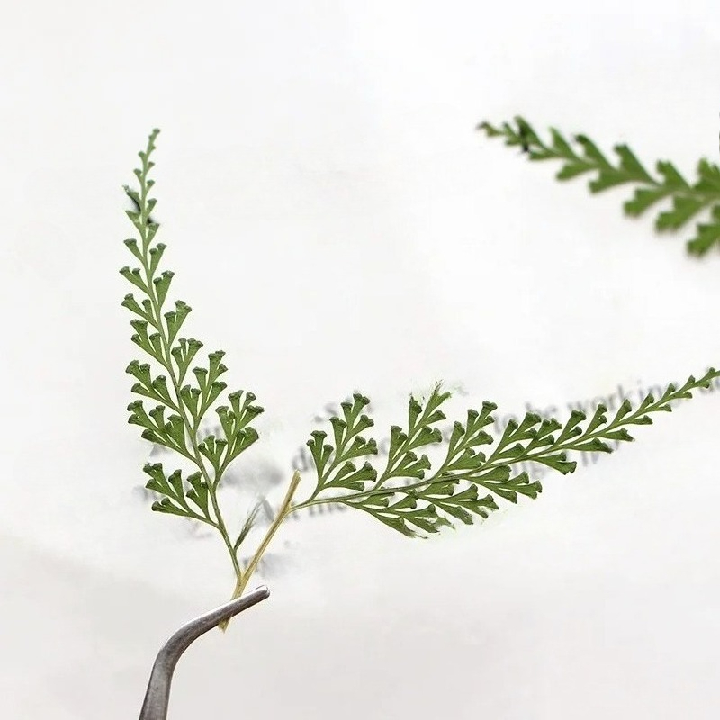 Nature Pressed Fern Branches,d - Photo Frame Baby recension och pris